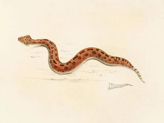 Sir Andrew Smith - Vipera Caudalis.webp