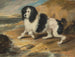 Le caniche tapageur appartenant à l'honorable Frederick Byng - Sir Edwin Henry Landseer — widok dzieła
