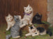 Chatons - Sophie Sperlich — widok dzieła
