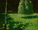 Młode brzozy - Stanisław Witkiewicz — widok dzieła