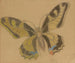 Papillon Papilio machaon - Stanisław Wyspiański — widok dzieła