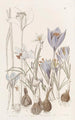 Crocus d'automne - Sydenham Edwards — widok dzieła