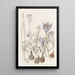 Crocus d'automne - Sydenham Edwards — oprawiony obraz na ścianie