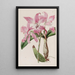 Laelia d'automne - Sydenham Edwards — oprawiony obraz na ścianie