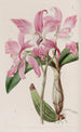 Laelia d'automne - Sydenham Edwards — widok dzieła