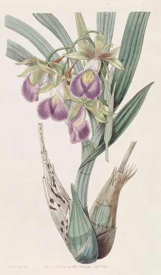 Sydenham Edwards - Bauers Casquewort.webp