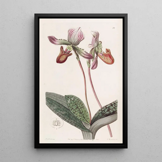 Sydenham Edwards - Bearded Ladys Slipper.webp