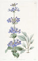 Pentstemon à feuilles bleues - Sydenham Edwards — widok dzieła