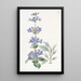 Pentstemon à feuilles bleues - Sydenham Edwards — oprawiony obraz na ścianie