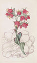 Echeveria à feuilles émoussées - Sydenham Edwards — widok dzieła