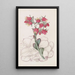 Echeveria à feuilles émoussées - Sydenham Edwards — oprawiony obraz na ścianie