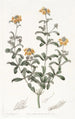 Gastrolobium à feuilles émoussées - Sydenham Edwards — widok dzieła
