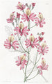 Schizanthus à pétales émoussés - Sydenham Edwards — widok dzieła