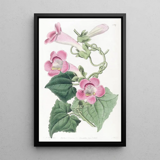 Sydenham Edwards - Blushing lophospermum.webp