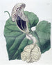Aristoloche à fleurs de bateau - Sydenham Edwards — widok dzieła