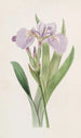 Iris z kolcami - Sydenham Edwards — widok dzieła