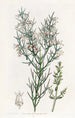 Colletia hérissée - Sydenham Edwards — widok dzieła