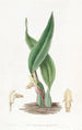 Maxillaria brunâtre - Sydenham Edwards — widok dzieła