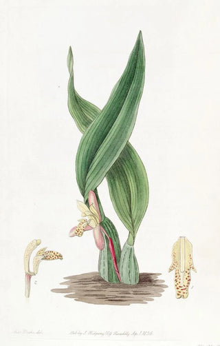 Sydenham Edwards - Brownish Maxillaria.webp