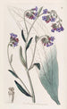 Cynoglosse à fleurs de buglosse - Sydenham Edwards — widok dzieła