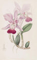 Cattleya bulbeux - Sydenham Edwards — widok dzieła
