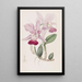 Cattleya bulbeux - Sydenham Edwards — oprawiony obraz na ścianie