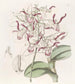 Dendrobium z głową byka - Sydenham Edwards — widok dzieła
