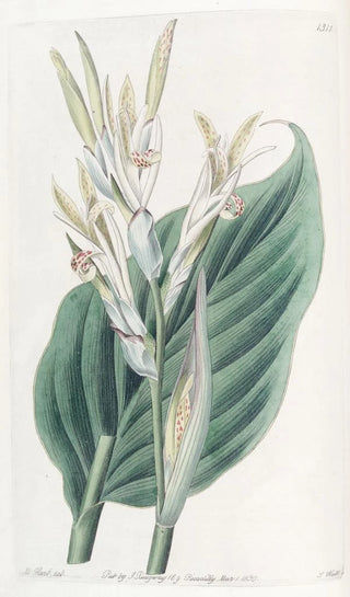 Sydenham Edwards - Canna of Laguna.webp