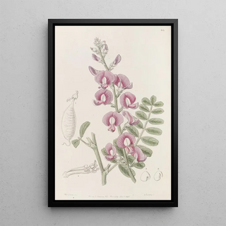 Sydenham Edwards - Capt Greys Swainsona.webp