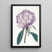 Rhododendron z kartonu - Sydenham Edwards — oprawiony obraz na ścianie