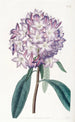 Rhododendron z kartonu - Sydenham Edwards — widok dzieła