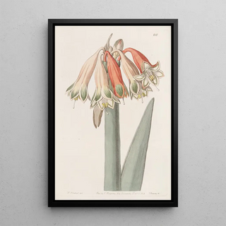 Sydenham Edwards - Changeable Coburgia.webp