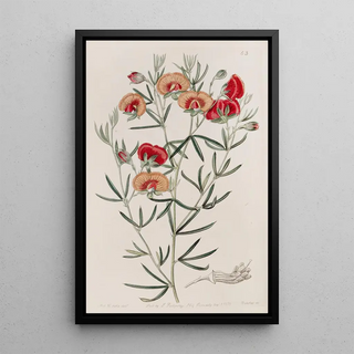 Sydenham Edwards - Changeable Gompholobium.webp