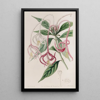 Sydenham Edwards - Changeable Posoquery.webp