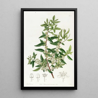 Sydenham Edwards - Chilian Mayten.webp