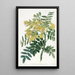 Drzewo Mayu chilijskie - Sydenham Edwards — oprawiony obraz na ścianie