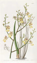 Oncidium à feuilles de ciboulette - Sydenham Edwards — widok dzieła