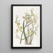 Oncidium à feuilles de ciboulette - Sydenham Edwards — oprawiony obraz na ścianie