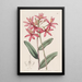 Epidendrum cinabre - Sydenham Edwards — oprawiony obraz na ścianie