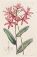 Epidendrum cinabre - Sydenham Edwards — widok dzieła