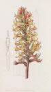 Stenorhynchus cinabre - Sydenham Edwards — widok dzieła