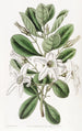 Anthocercis visqueux - Sydenham Edwards — widok dzieła