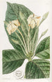 Gardenia à feuilles de tissu - Sydenham Edwards — widok dzieła