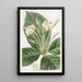 Gardenia à feuilles de tissu - Sydenham Edwards — oprawiony obraz na ścianie