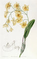 Dendrobium w kiściach - Sydenham Edwards — widok dzieła