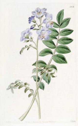 Sydenham Edwards - Common Greek Valerian Hairy variety.webp