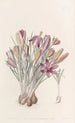 Crocus corse - Sydenham Edwards — widok dzieła