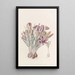 Crocus corse - Sydenham Edwards — oprawiony obraz na ścianie