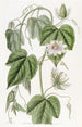 Passiflore à feuilles de coton - Sydenham Edwards — widok dzieła