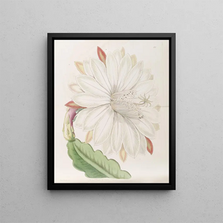Sydenham Edwards - Crenated Torch Thistle.webp